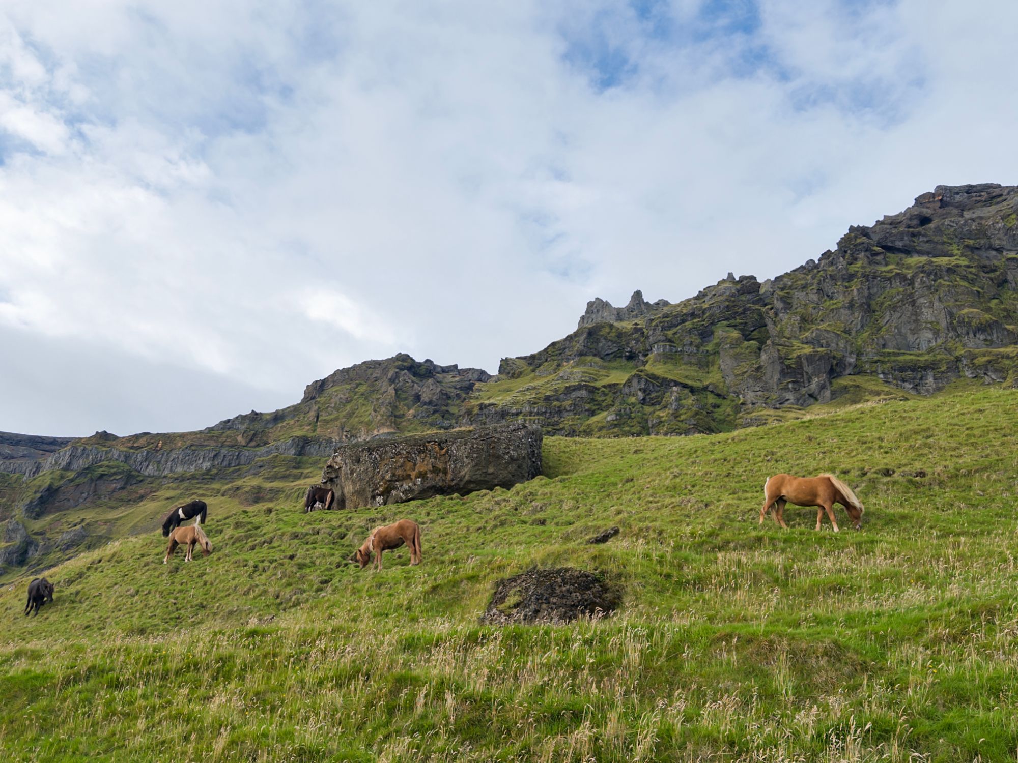 Gallery photo: iceland horses